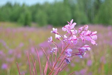 Willow herb in the forest. nature background. harvesting herbs for herbal tea. 