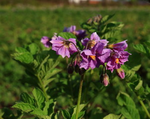 Closeup a purple potato flowers on natural background. Agricultural background with potatoes plants with white flowers growing on farmers fields.