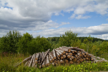 logging timber logs on  road