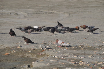 The beautiful bird pigeon in the environment