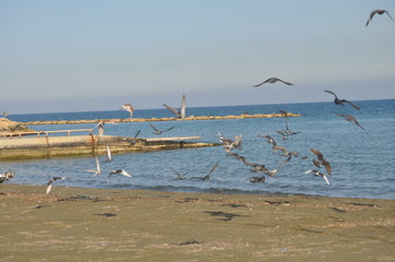 The beautiful bird pigeon in the environment