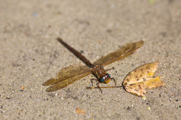 dragonfly sits on the sand