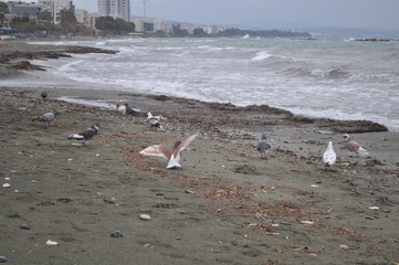 The beautiful bird pigeon in the environment