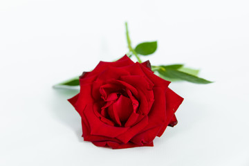 Naklejka premium Single beautiful red rose isolated on white background