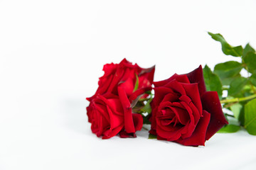 beautiful red roses isolated on white background