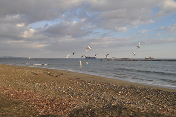 The beautiful bird pigeon in the environment