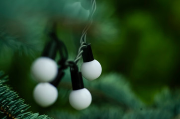 light bulbs on green background