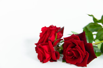 Fototapeta premium Valentine roses over white background