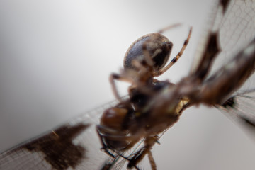 spider eating a dragonfly