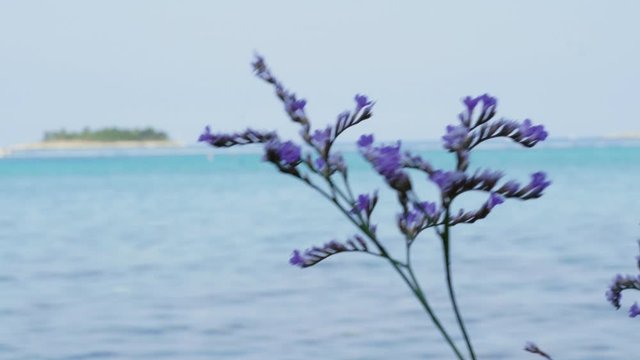 Blooming purple limonium plant on wind against sea, island, blue sky, handheld shot. Sea lavender lilac flowers near Adriatic beach. Closeup of flowering violet sea-lavender at resort aquamarine waves