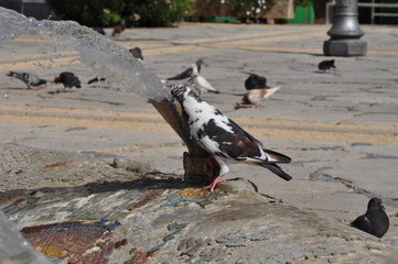 The beautiful bird pigeon in the environment