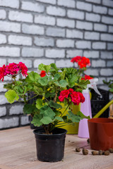 Fototapeta na wymiar Geranium, Care for geraniums at home. 