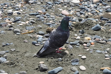 The beautiful bird pigeon in the environment