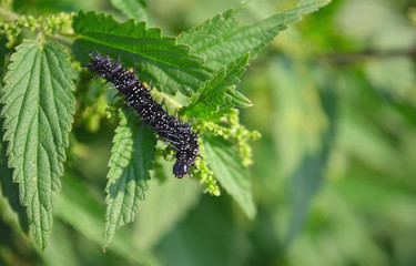 Black caterpillar on the leaves of the crop.