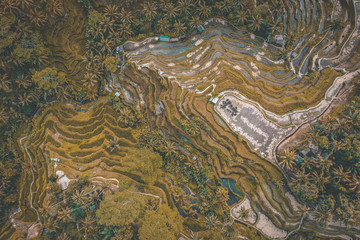 Tegallalang Rice Terraces from above, in Ubud, Bali, Indonesia