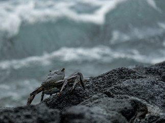 Crab on a rock above the ocean.