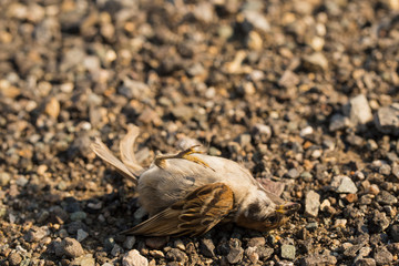 Dead bird. Road wars - death of a Sparrow. The killing of a bird. Death from the car. The terrible end of the chick.
