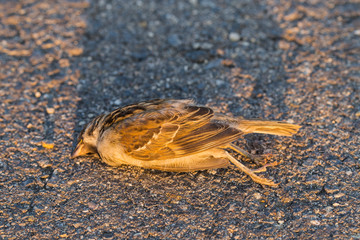 Dead bird. Road wars - death of a Sparrow. The killing of a bird. Death from the car. The terrible end of the chick.