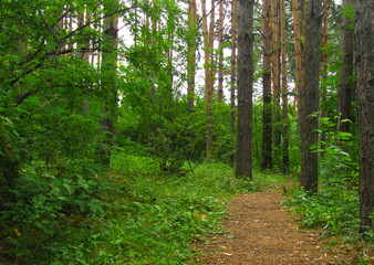 Obraz premium Path in the pine forest. Summer day.