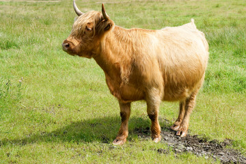 A brown highland cow on a field in Scotland