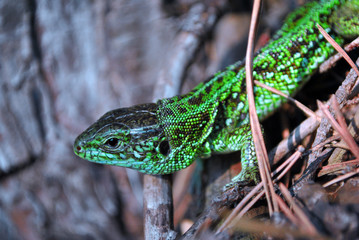 Emerald green lizard on ground with dry  pine needles and cones, macro close up detail, soft blurry...
