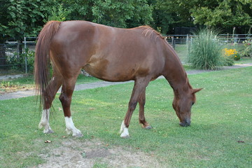 Ein Pferd in meinem Garten