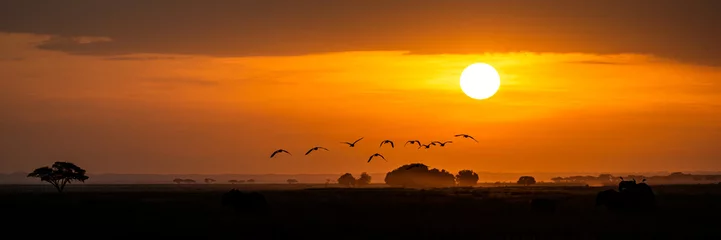 Foto auf Acrylglas Golden African Sunset With Flock of Birds © adogslifephoto