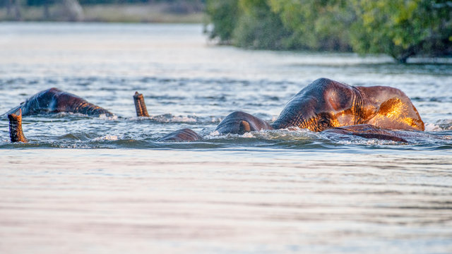 Elephant swimming in the Zambesi