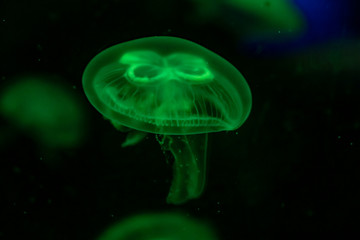 Slow motion relaxing view background of a glowing green color jellyfishes slowly floating in the...