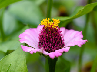 Common zinnia or elegant zinnia (Zinnia elegans) in garden, Some flower have bee