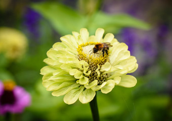 Common zinnia or elegant zinnia (Zinnia elegans) in garden, Some flower have bee