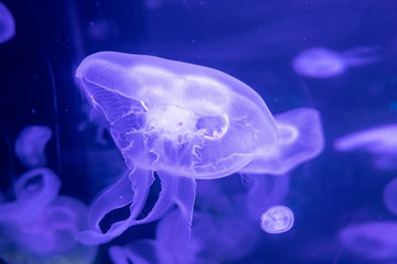 Slow motion relaxing view background of a glowing blue color jellyfishes slowly floating in the dark aquarium water
