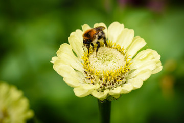 Common zinnia or elegant zinnia (Zinnia elegans) in garden, Some flower have bee