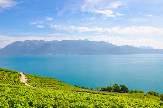 Amazing Lake Geneva surrounded by green vineyards on adjacent slopes. Photographed in famous Lavaux wine region, from village Riex. Switzerland wine making. Tourist attractions
