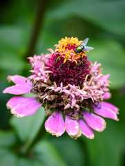 Common zinnia or elegant zinnia (Zinnia elegans) in garden, Some flower have bee