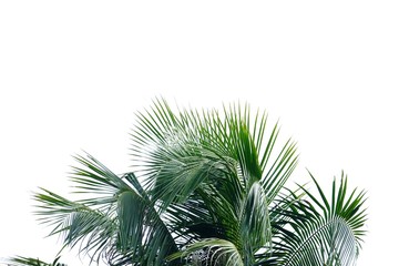 Coconut leaves with branches on white isolated background for green foliage backdrop 