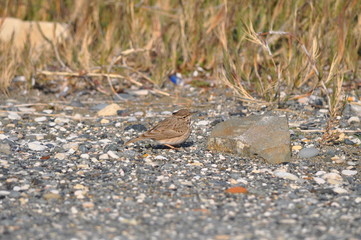 The beautiful bird sparrow in the environment