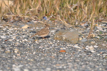 The beautiful bird sparrow in the environment
