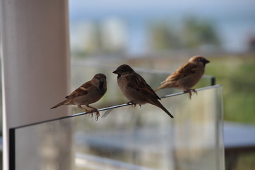 The beautiful bird sparrow in the environment