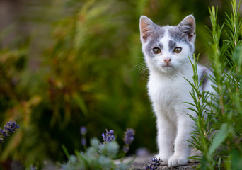 small beautiful young kitty, portrait