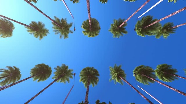 Driving under palm trees at a resort. Slow motion.