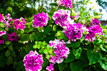 Obraz premium Pink Terry Petunias Flowers in the Garden