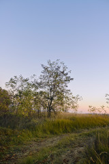 Autumn meadow with a solitary yellowing tree and a countryside road. Depressed nature. Autumn background.