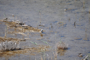 The beautiful bird white wagtail (Motacilla alba) in the natural environment