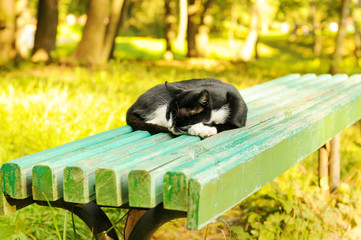 Cat sleeping on a bench in the street