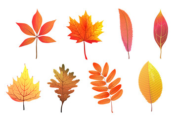 Autumn foliage hand drawn colorful leaves flat vector illustrations set