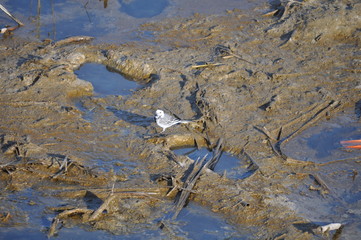 The beautiful bird white wagtail (Motacilla alba) in the natural environment