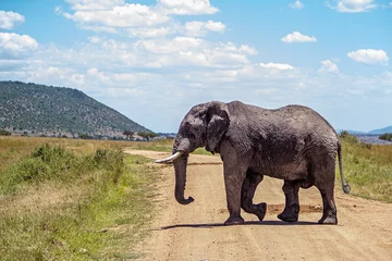 Foto auf Leinwand Large African Elephant Crossing Road in Kenya © adogslifephoto