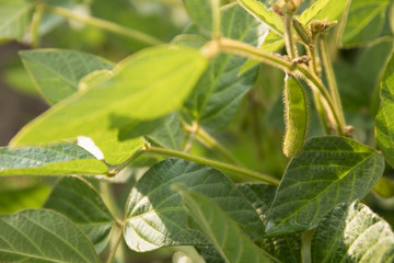 Agricultural soybean flower and pods plantation background on sunny day. Green growing soybeans against sunlight.