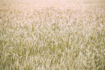 ears of ripe wheat. Wheat field background. With free space for inscriptions.blurred background